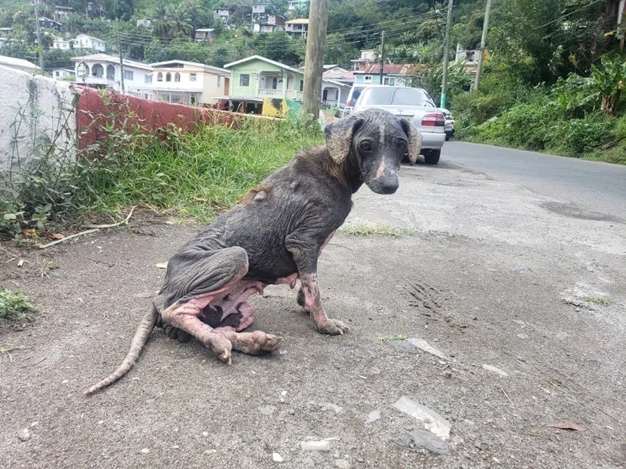 Eris on the street the day she was found — very thin, with patchy fur