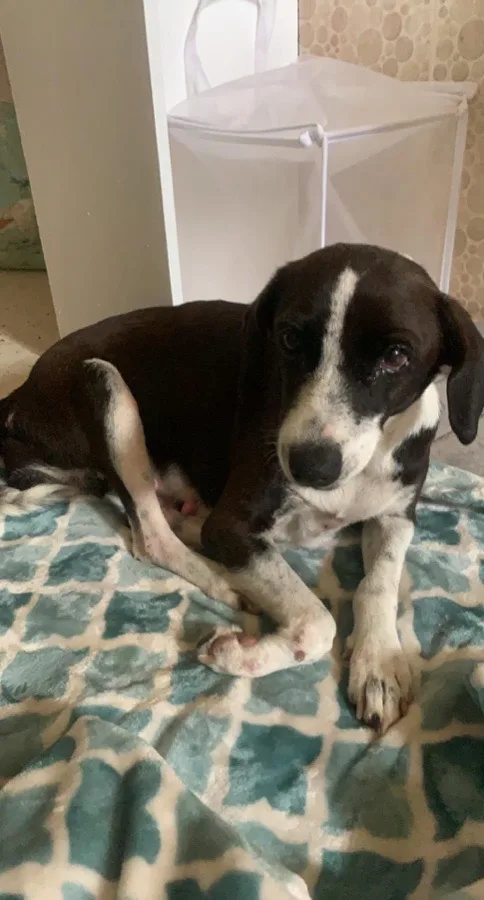 Eris recovered — a small mixed-breed dog with soft eyes and a gentle, trusting expression