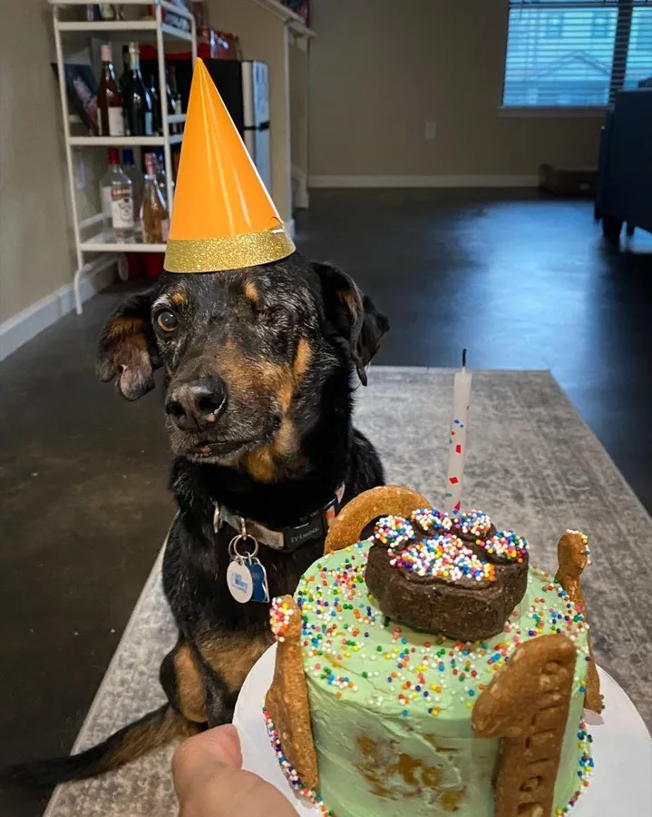 Gil today — wearing a birthday hat beside a celebration cake, joyful and healthy