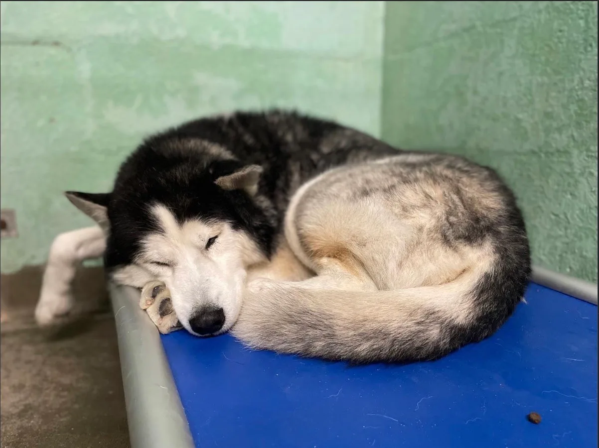 Harley curled up sleeping on a shelter kennel mat — the first day we met