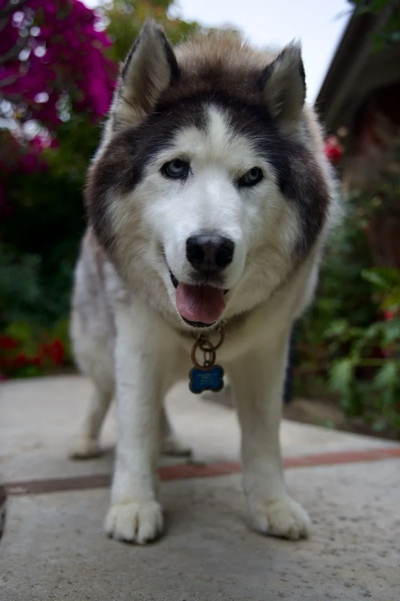 Harley standing in a lush garden, looking peacefully at the camera — healthy and loved