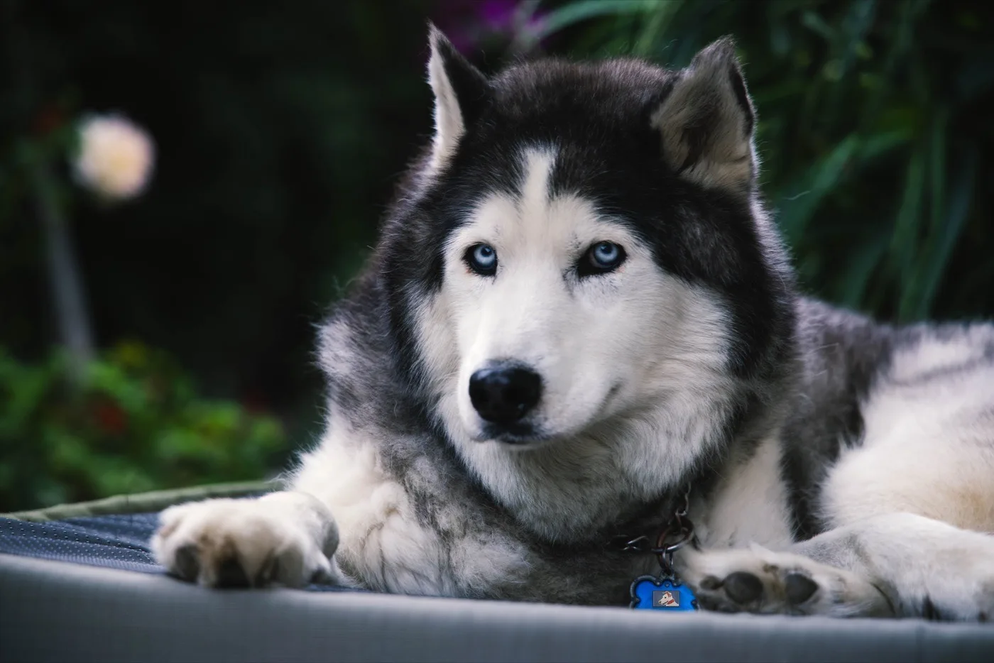 Harley, Dezire's origin shelter dog, lying on a garden bed and looking peacefully at the camera with blue eyes
