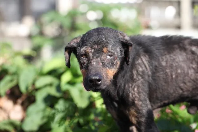Gil the day he was found — a thin black-and-tan dog standing in green foliage, looking toward the camera, with a patchy coat